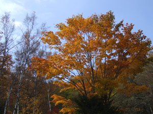 当館周辺の紅葉